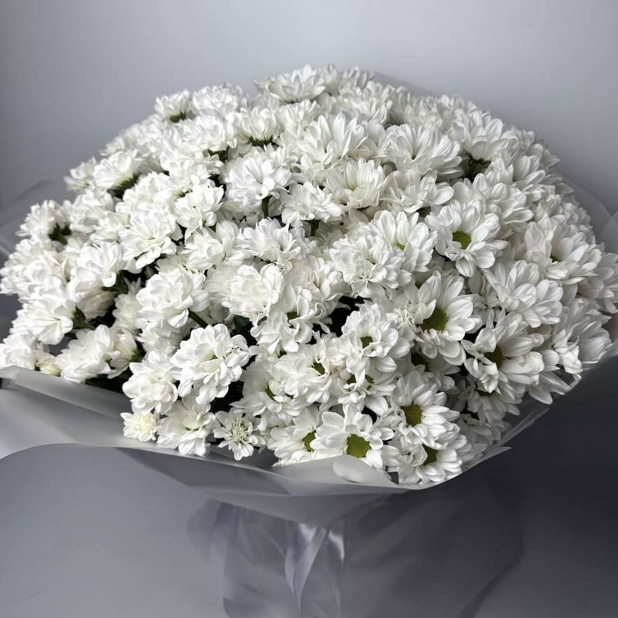Хризантема Чік 25 шт image