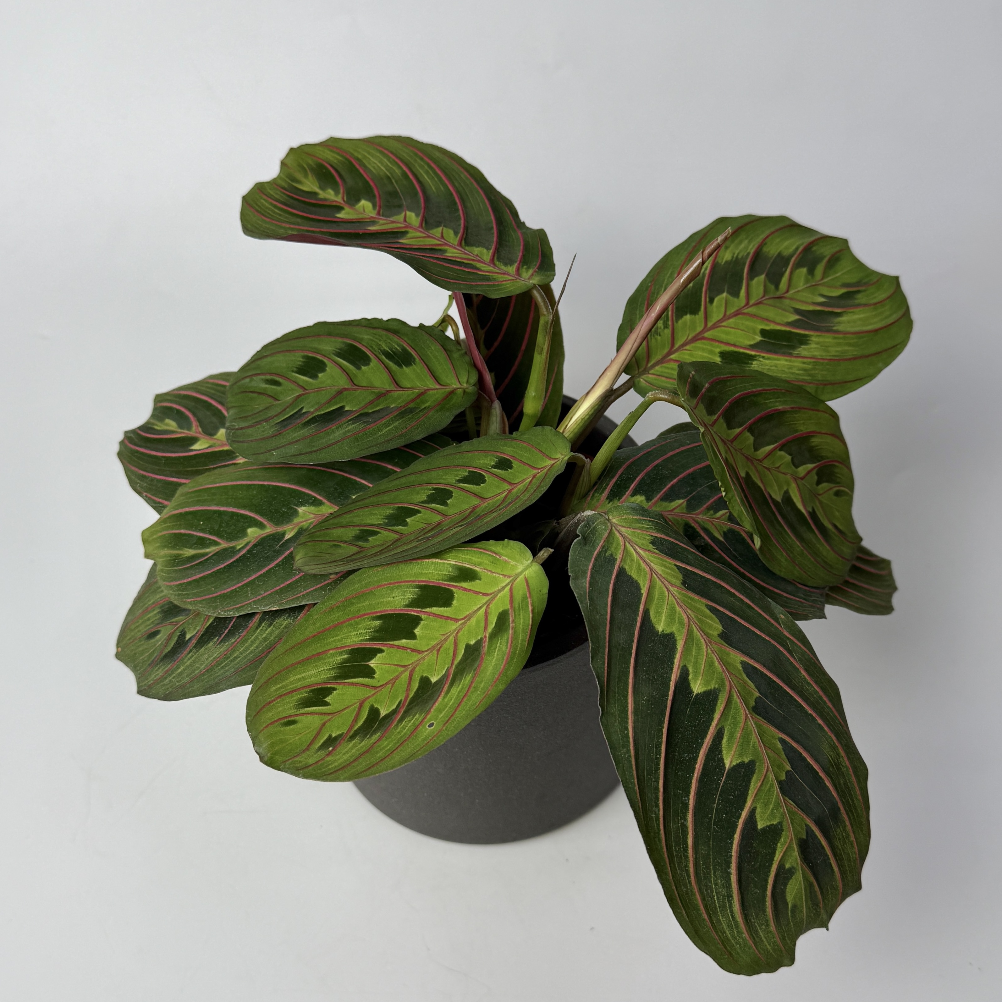 Маранта image