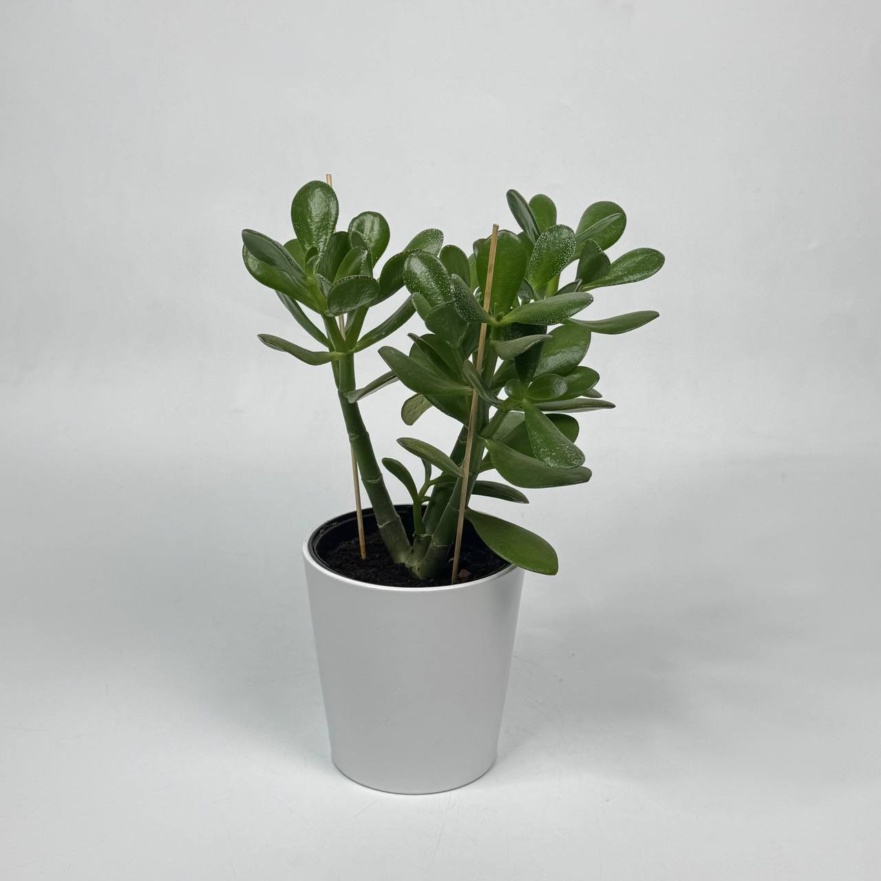 Красула d13 image