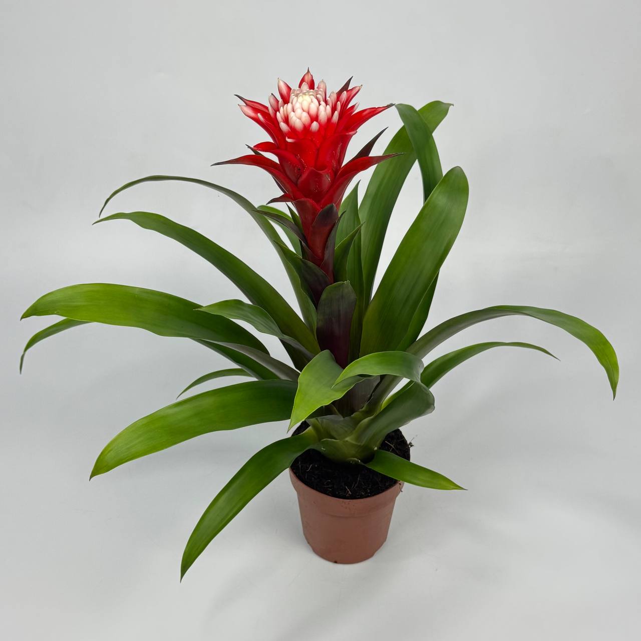 Бромерія d12 image