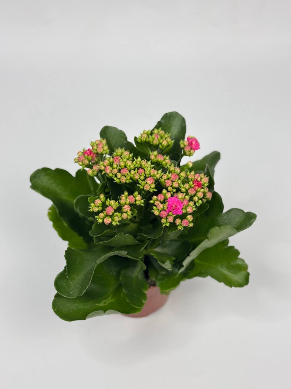 Каланхоє мікс d12 image