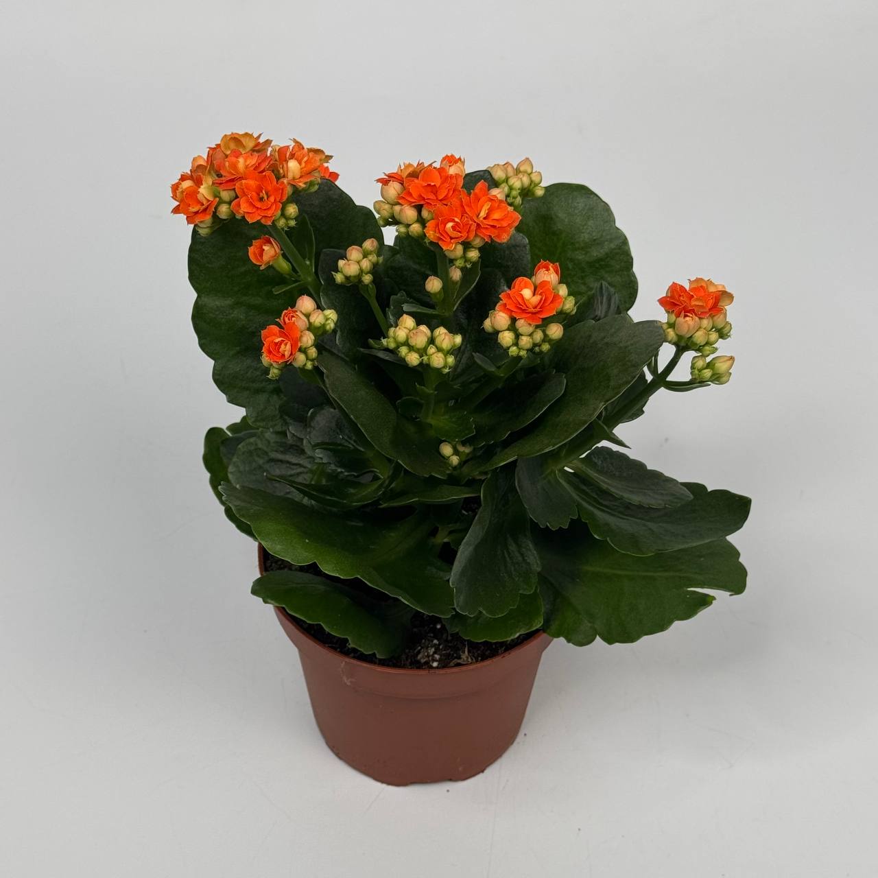 Каланхоє мікс d12: Квіти в горщиках (Мікс) - 1.