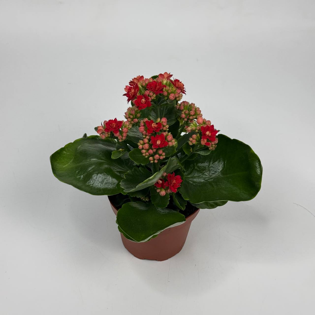 Каланхоє мікс d12: Квіти в горщиках (Мікс) - 1.