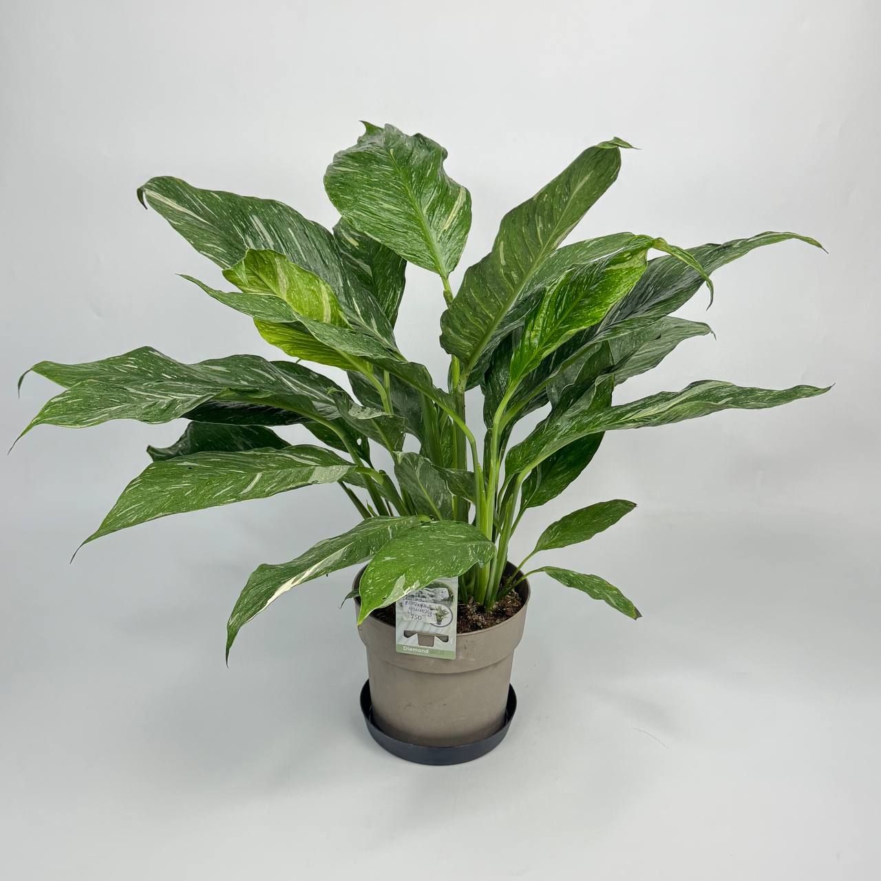 Спатіфілум d17 image