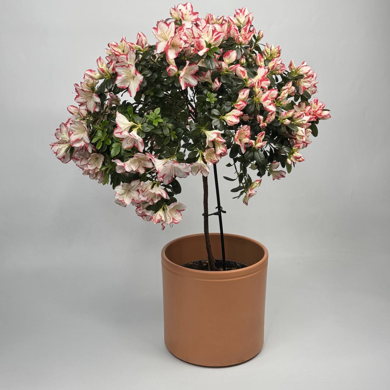 Азалія d19 image