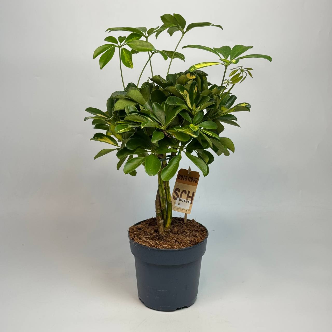 Шефлера d17 image