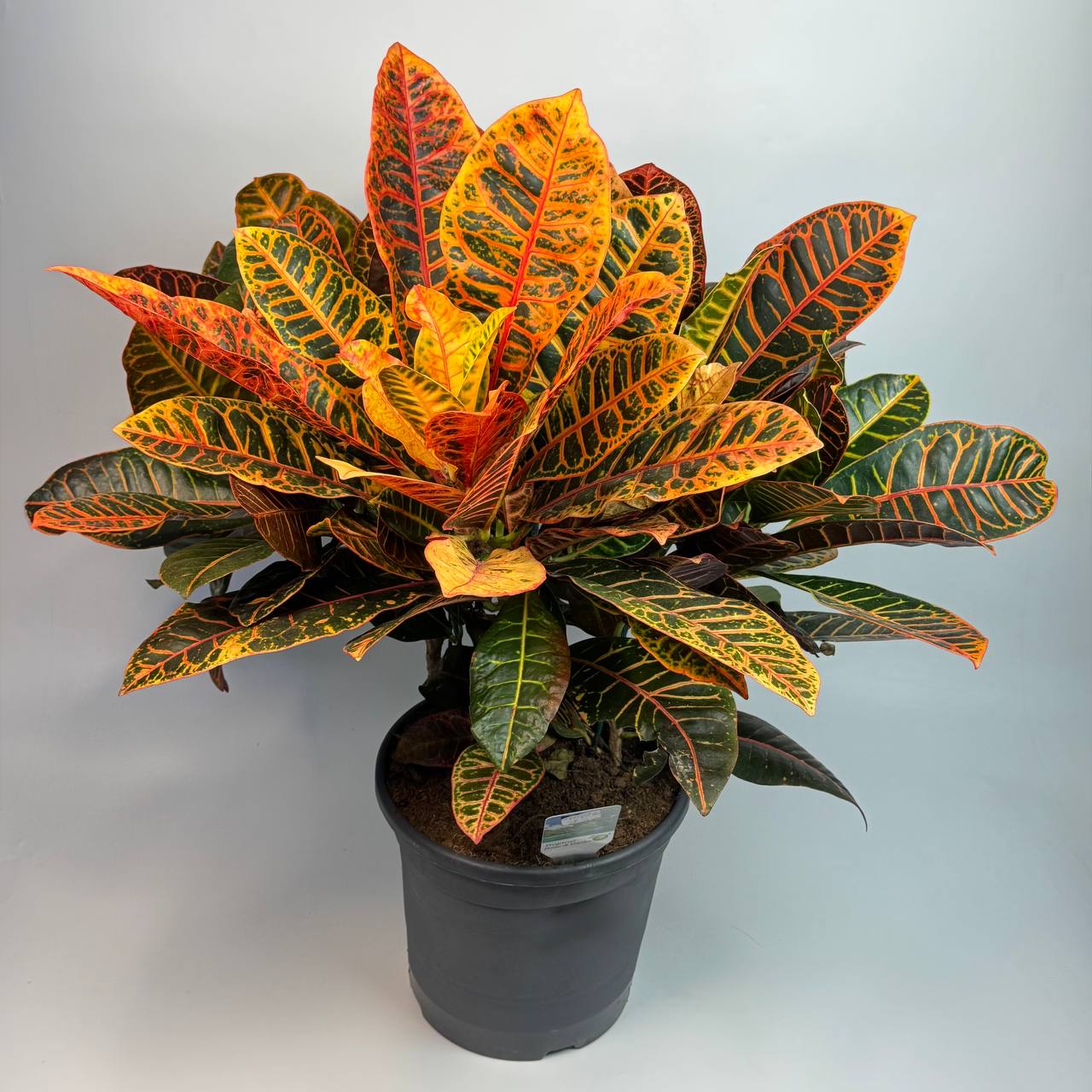 Кротон Петра d30 image